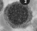 mieloblast Powstawanie granulocytów (linia