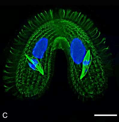 Biała linia = 10µm). Jądra wybarwione DAPI. Zdjęcia M. Kiersnowska Koniugujące Tetrahymena thermophila; koniuganty częściowo odrzęsione podczas utrwalania komórek.