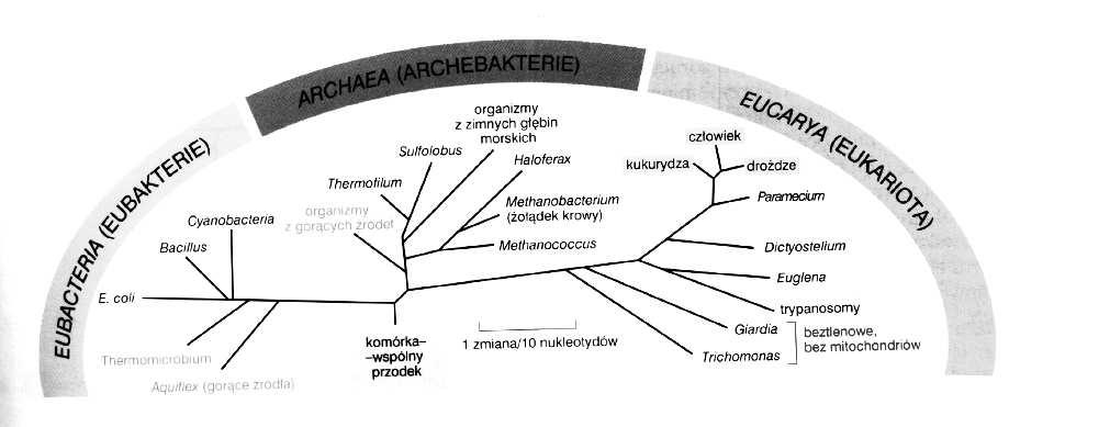 Pochodzenie organizmów od wspólnego przodka Prakomórka musiała zawierać prototyp uniwersalnej maszynerii wszelkich form Ŝycia istniejących dziś na Ziemi Ewolucja mutacje dobór naturalny Jedność