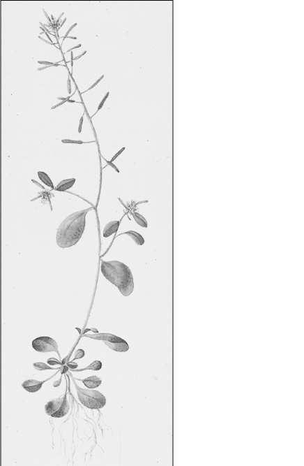 Rośliny modelowe Arabidopis