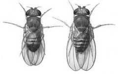 Drosophila melanogaster - muszka owocowa Samiec i samica Poznanie podstaw genetyki klasycznej i