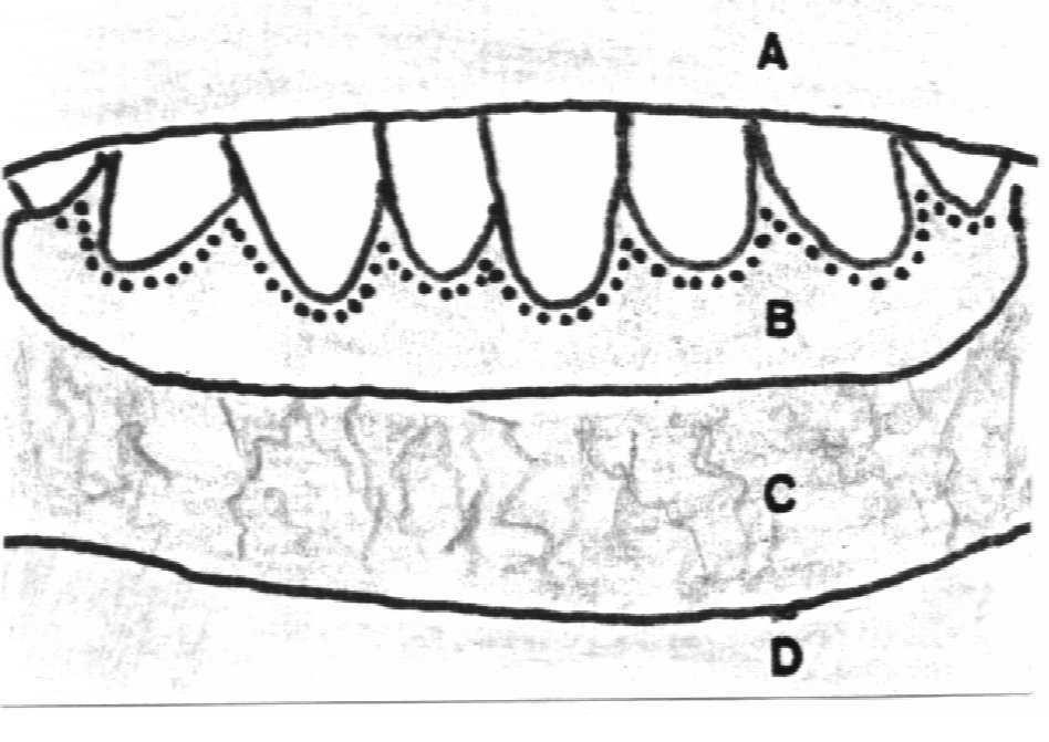 3.4. Błona śluzowa otoczenia zębów Wyróżniamy tu dwa obszary: błonę śluzową wyrostka zębodołowego i dziąsła. Ryc. 1. Widok błony śluzowej przedniej powierzchni żuchwy (po odchyleniu dolnej wargi).