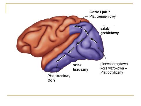 jest to przetwarzanie dół - góra (ang.