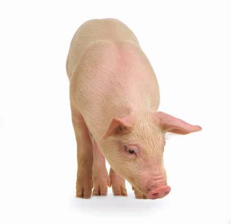 VITAREX W 10% Produkt przeznaczony na pierwszy okres tuczu dla tuczników od 30 do 70 kg masy ciała. Zapewnia optymalne przyrosty dla świń o średnich wymaganiach żywieniowych.