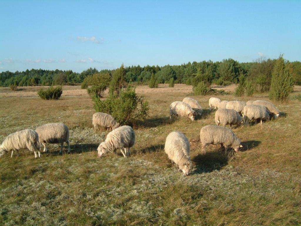 W ochronie muraw napiaskowych w Parku Krajobrazowym Podlaski Przełom Bugu wykorzystano owce do czynnej ochrony przyrody.