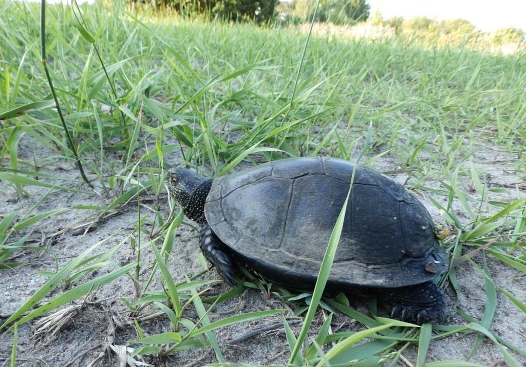 lepiężnik kutnerowaty Petasites spurius (Retz.) Rchb. (fot.5). Fot. 5. Zespół Corynephoro-Silenetum tataricae z dominacją lepiężnika kutnerowatego Petasites spurius (Retz.