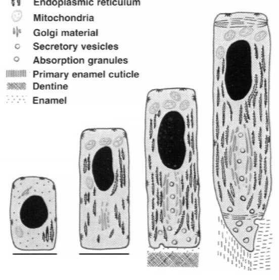 ameloblasta i etapy amelogenezy: 1.
