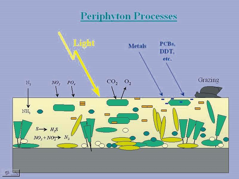 Schemat peryfitonu wg Biological