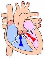 SKURCZ KOMÓR W czasie skurczu narasta napięcie ścian komór serca, co powoduje wzrost ciśnienia w komorach.