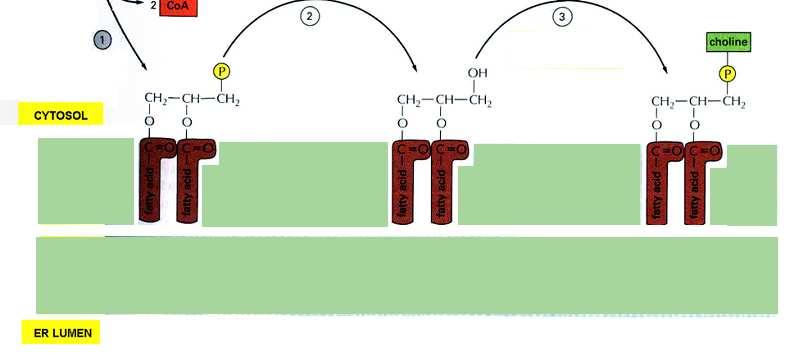 ER- biosynteza lipidów błonowych (fosfoglicerydów) Fosfataza cholinowa