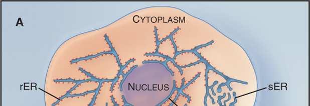 Siateczka śródplazmatyczna regiony funkcjonalne synteza i