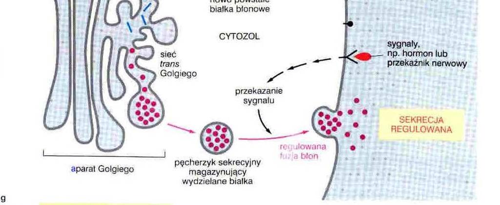 błony komórkowej szlak