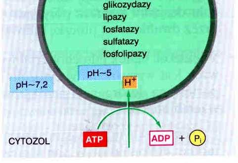 monotopowe glikoproteidy ( długie łańcuchy