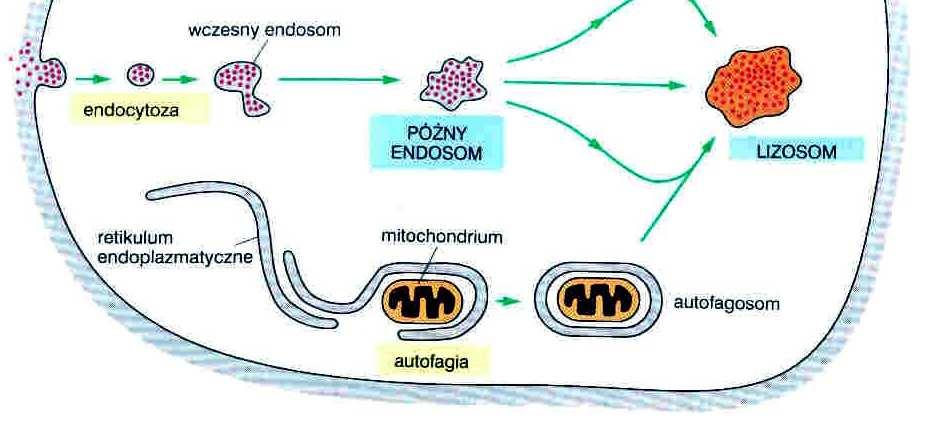 degradacji w lizosomach?