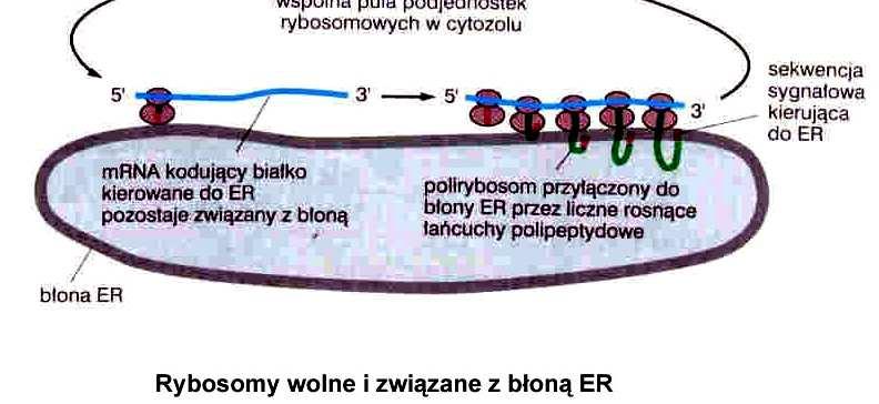 posttranslacyjny i