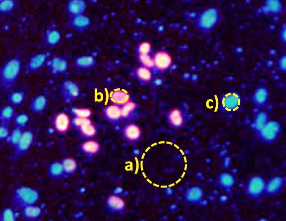 Na zdjęciach fluorescencyjnych pozyskanych z mikroskopu można wyróżnić trzy obszary: szum, sygnał fluorescencyjny od komórki naświetlonej oraz sygnał fluorescencyjny od komórki nienaświetlonej