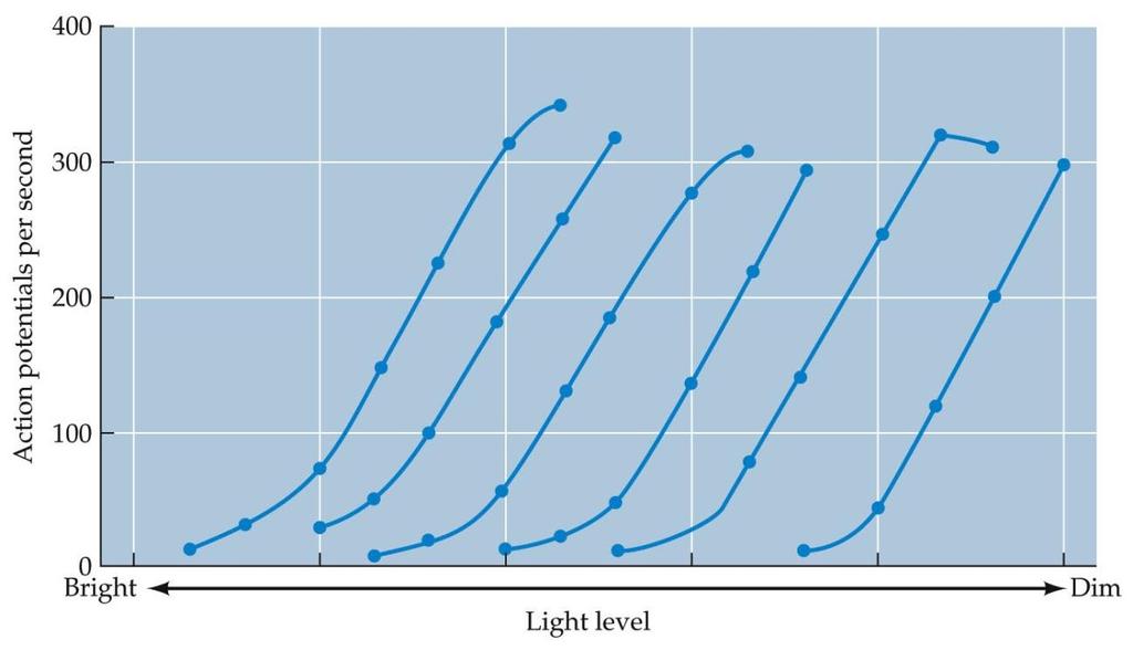 czynnościowych (rate coding, frequency coding) zakres możliwych intensywności bodźca przekracza