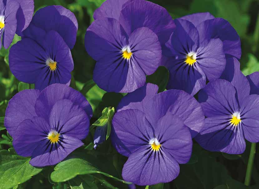 Viola cornuta F1