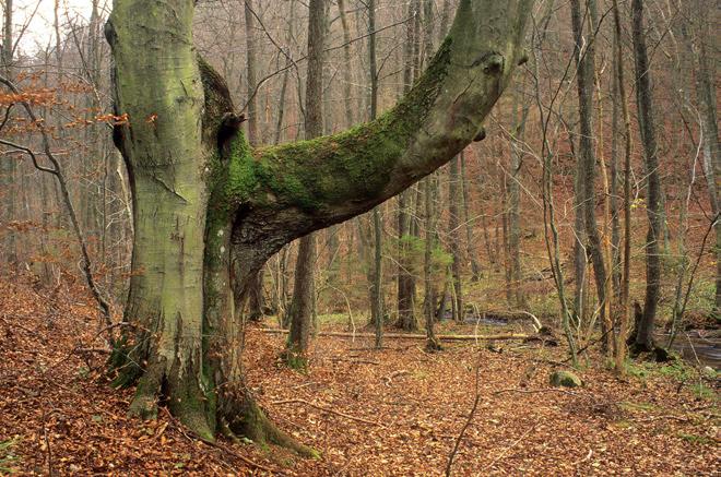 Buk pospolity pomnik przyrody Nosal ożywionym: jeden położony na terenie leśnictwa Marianowo, drugi w leśnictwie Zbychowo.