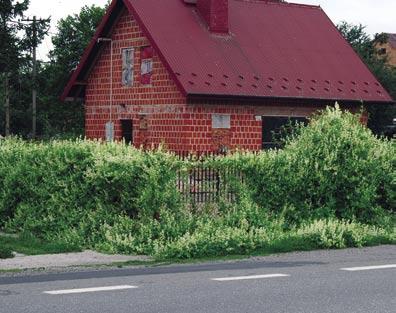 Kolczurka klapowana jest chętnie wysiewana wzdłuż ogrodzeń, które nierzadko przerasta, wydostając się na zewnątrz ogrodów i podwórek też