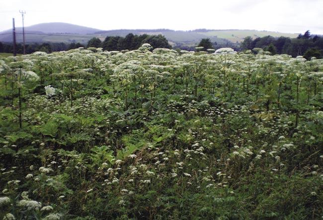 BARSZCZ SOSNOWSKIEGO Heracleum sosnovskyi I BARSZCZ MANTEGAZZIEGO Heracleum mantegazzianum Barszcze to byliny z rodziny baldaszkowatych Apiaceae.