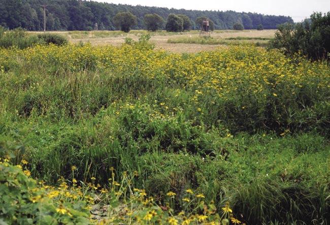 RUDBEKIA NAGA Rudbeckia laciniata Rudbekia naga należy, podobnie jak nawłocie, do bogatej w gatunki rodziny złożonych Asteraceae. Urodę jej kwiatów już od dawna doceniali amatorzy uprawy roślin.