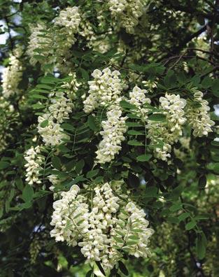 ROBINIA AKACJOWA (GROCHODRZEW) Robinia pseudoacacia Robinia akacjowa należy do rodziny bobowatych Fabaceae, liczącej około 18 000 gatunków.