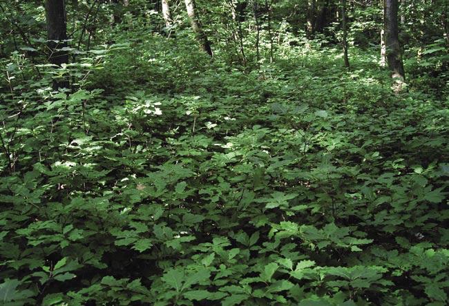 DąB CZERWONY Quercus rubra Dąb czerwony należy do rodziny bukowatych Fagaceae, liczącej około 750 gatunków. Jest spokrewniony z naszymi rodzimymi dębami, w Polsce dorasta do 25 m wysokości.