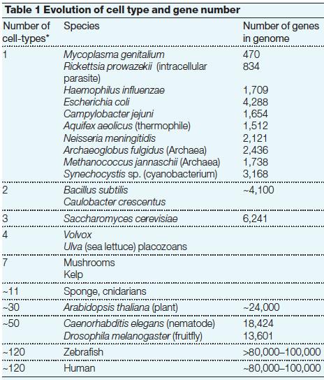 Przyczyny aktywnego wzrostu złożoności 16 Ewolucyjny wyścig zbrojeń koewolucja organizmów pozostających w związku antagonistycznym wymusza powstawanie coraz bardziej złożonych