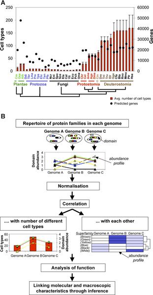 Liczba genów nie jest skorelowana ze złożonością 21 Vogel C, Chothia C (2006) Protein Family Expansions and Biological Complexity.