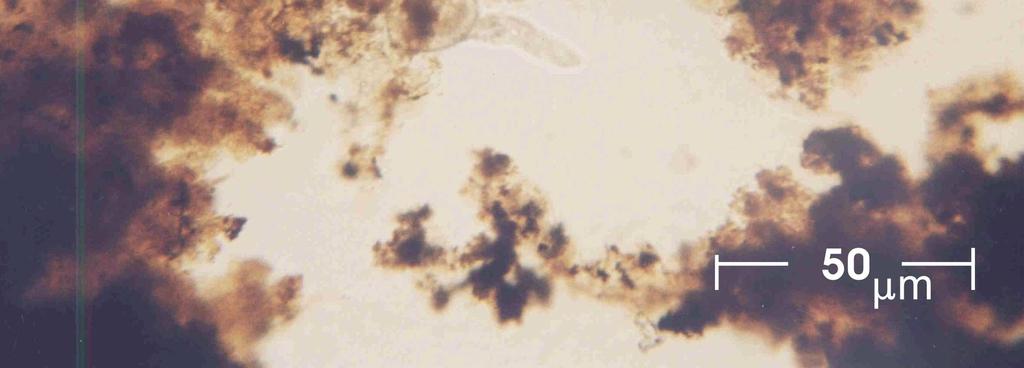 5. The view of biological clogging in zone between piezometers 1 2,3