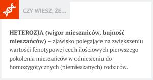 .pl https://www..pl tłumaczy Wojciech Lewandowski, hodowca bydła z pow. nakielskiego (woj. warmińsko-mazurskie). Czym jest heterozja?