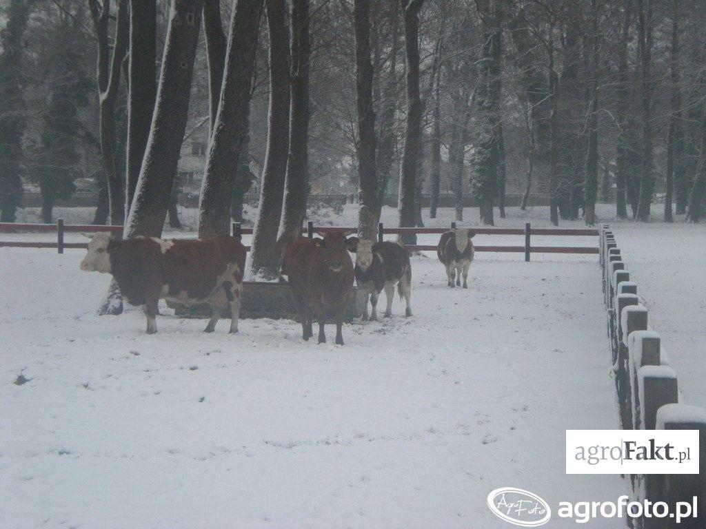 .pl https://www..pl Najczęściej Simentalki kryte są buhajami rasy Hereford i Limousine. (fot. Agrofoto.