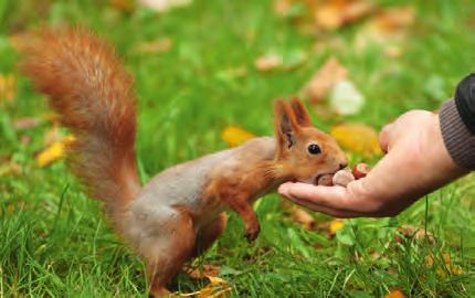 W bliskiej odległości znajduje się też Kampinoski Park Narodowy z bujnym, chronionym starodrzewem.