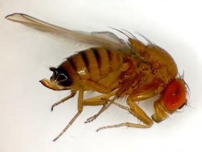 Drosophila suzukii nowe zagrożenie
