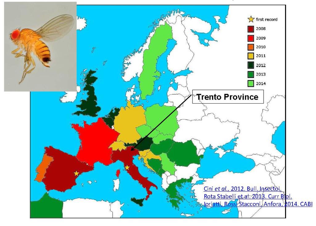 Drosophila