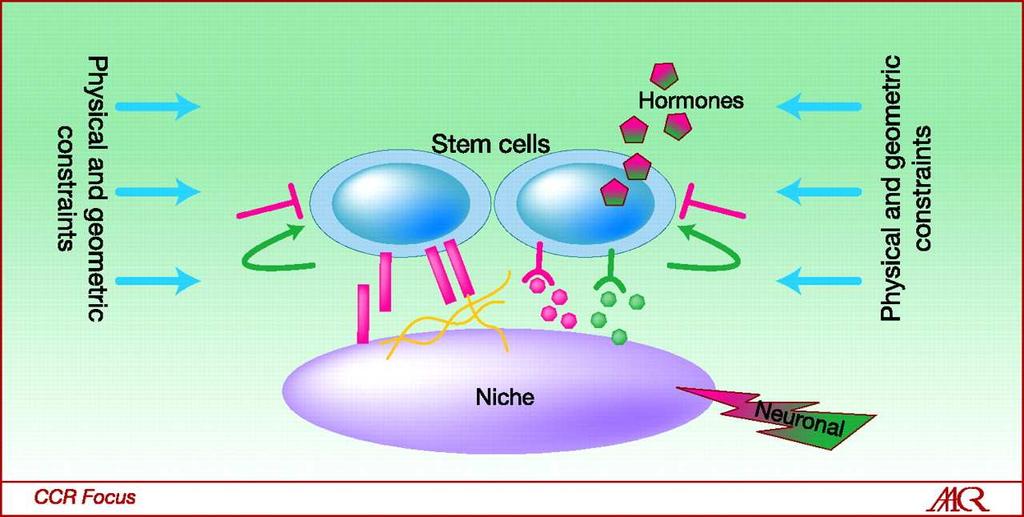 The basic concept of a stem cell niche.