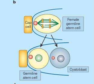 fenotyp komórki macierzystej - spektrosom pozostaje w komórce macierzystej.