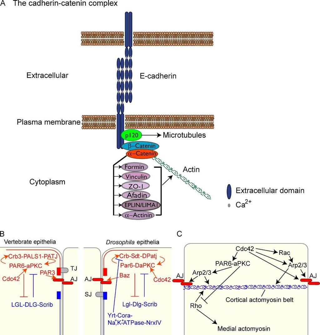 kariokinetycznego Baum B, Georgiou M J Cell Biol