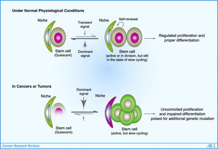 Zaburzenia funkcji niszy komórek macierzystych mogą wspomagać rozwój choroby nowotworowej Neo P1 1 1 2 S P2 2 P3 3 Wnts 3 Komórki macierzyste lub wczesne progenitory tkankowe dają początek