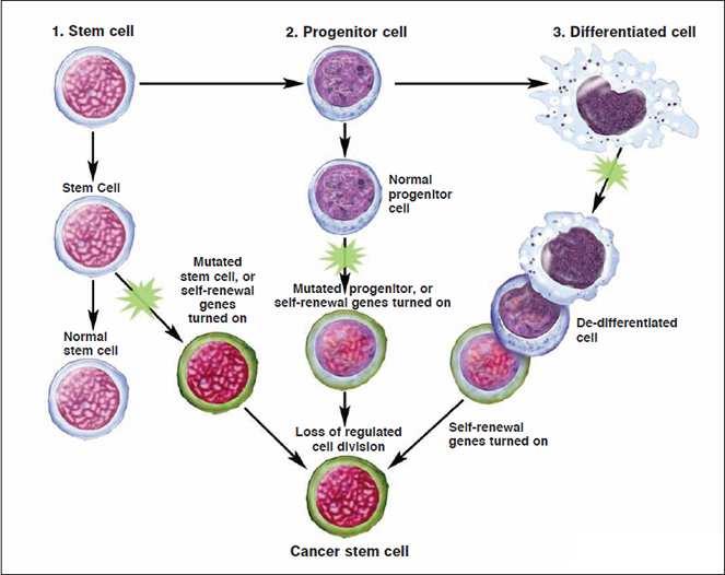 Komórki macierzyste stanowią potencjalne źródło