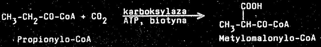 Sekwencja reakcji prowadzących do β-oksydacji kwasy tłuszczowego polega na dwóch odwodorowaniach, jednej hydratacji i odszczepieniu acetylokoenzymu A (do cyklu Krebsa).