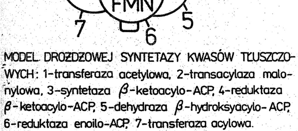 Biosynteza kwasów tłuszczowych Substratem do biosyntezy kwasów tłuszczowych jest acetylo-coa.