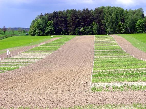 w tego typu doświadczeniach niemożliwe jest określenie wpływu tylko jednego czynnika doświadczalnego Doświadczenia polowe w warunkach