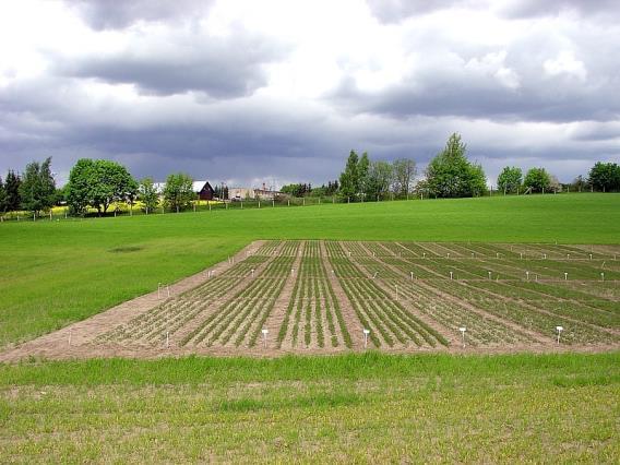 Większość czynników jest pod kontrolą, gdyż prowadzi się ujednoliconą agrotechnikę, ale niektóre, będące poza naszą kontrolą są najczęściej źródłem błędu doświadczalnego.