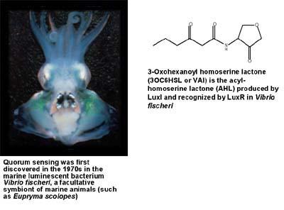 Quorum sensing Vibrio fischeri Bioluminescencja tylko przy dużej