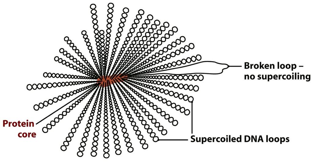 Upakowanie DNA Figure 8.