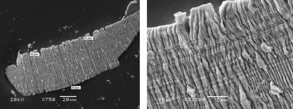 Rys. 3.11. Wiór ze stali nierdzewnej, parametry skrawania a p = 50 μm, f = 1, 2 mm/min, v c = 95 m/min. Rys. 3.12.