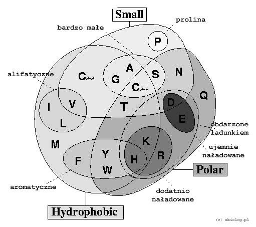 Podobieństwa biochemiczne i biofizyczne