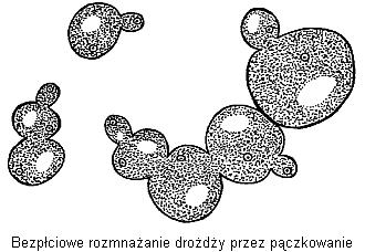 Klasyfikacja oraz kształty i skupiska drożdży.